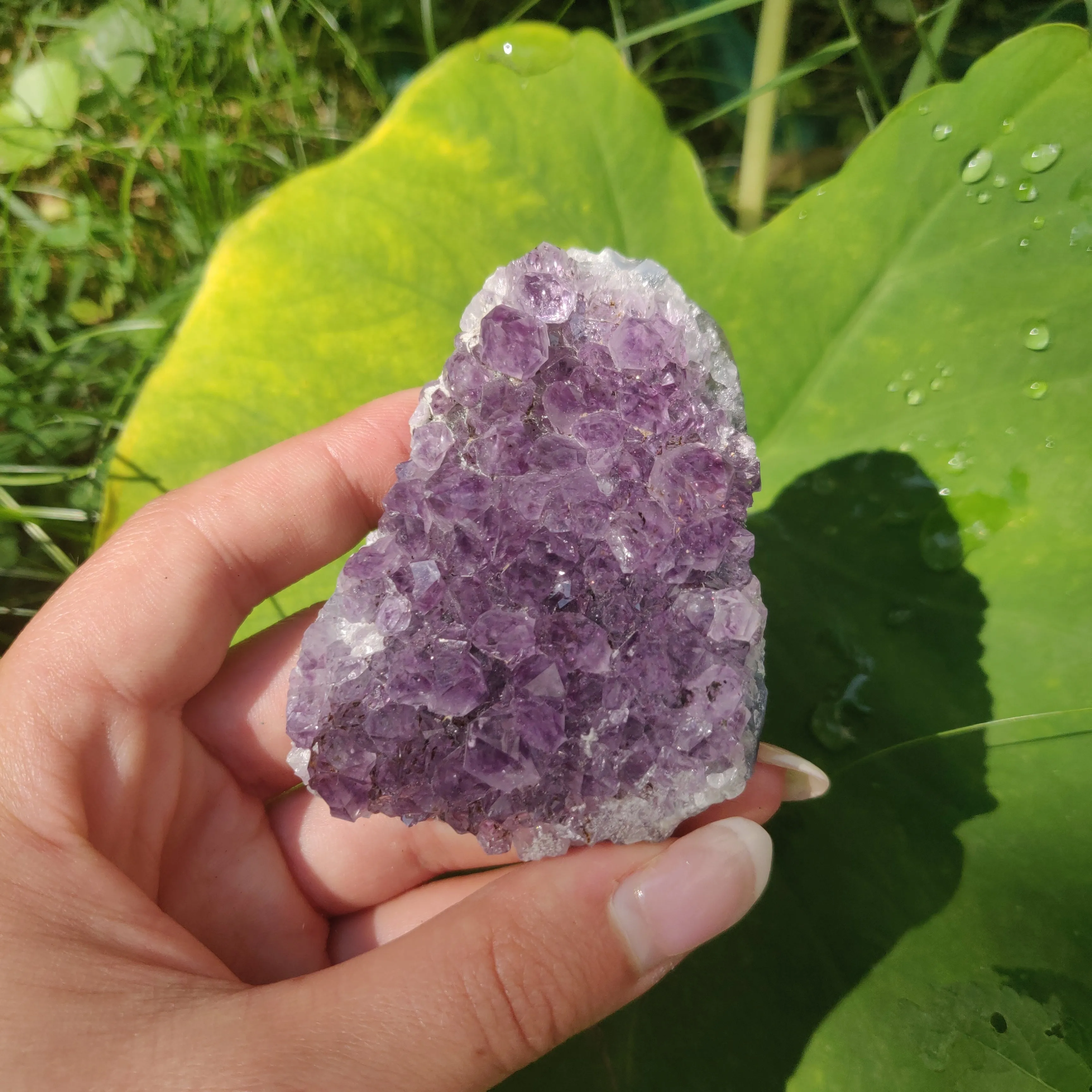 Amethyst Cluster (#10C)